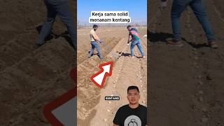 Kerja Sama Solid Menanam Kentang