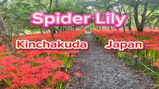 Spider Lily in @hidaka city japan