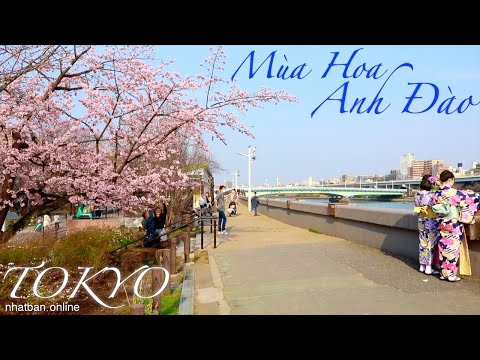 Du Lịch Tokyo Mùa Hoa Anh Đào – Top Điểm Ngắm Hoa Anh Đào Nở Sớm ở Tokyo|#japanvlog #explorejapan#4k 2023 mới nhất