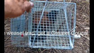Visit the Weasel cage trap : get a Greater Coucal