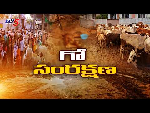 గో సంరక్షణ..Special Story OnVemulawada Rajanna Goshala Crisis | Overcrowded Sheds | TV5 News - TV5NEWS