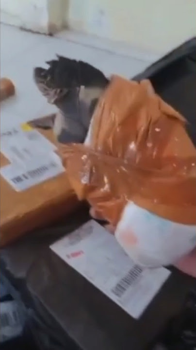 Drama COD - kurir bingung sama pembeli yang beli kura kura lewat shopee