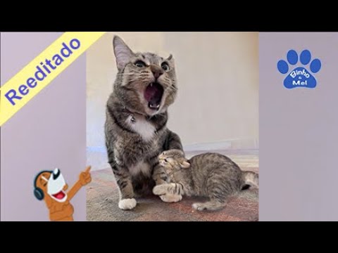 Animais engraçados e bebês - Cães e gatos engraçados - Binho e Mel #60 
