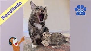 Animais engraçados e bebês - Cães e gatos engraçados - Binho e Mel