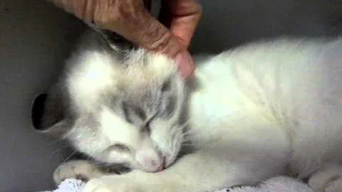Watch the video about MAYO, lynx point siamese mix