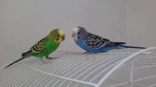 Male Budgie Finally Chose His Girlfriend