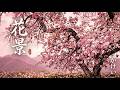 花景 (kakei) • Sakura Blossom Canopy • Floral Scenery
