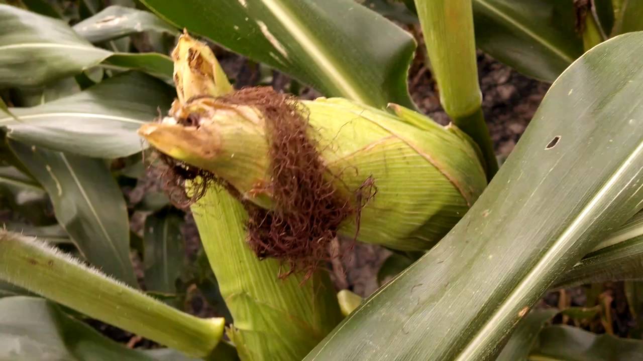 corn plant health conventional corn earworm and weed corn earworm control