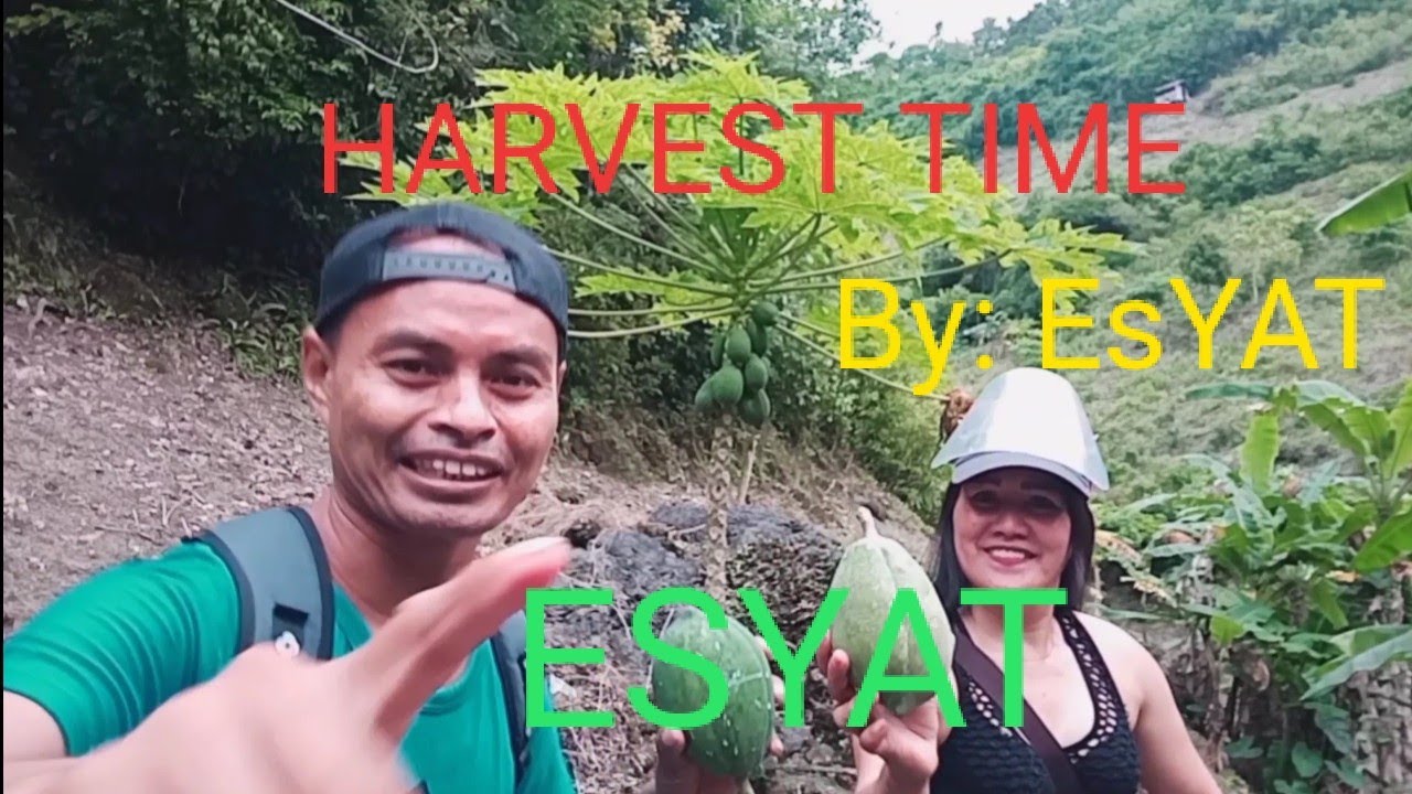 Ano Ang mas Maganda mag Harvest NG Gulay O prutas ,,Tag init ? o tag