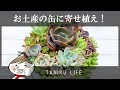 【多肉植物】お土産の缶に！寄せ植えしてみた！【succulent】