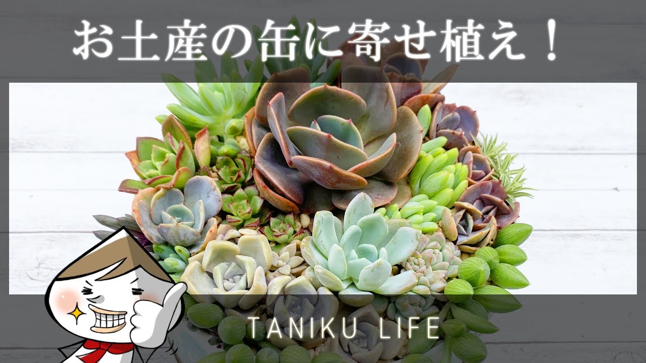 多肉植物】お土産の缶に！寄せ植えしてみた！【succulent】 - YouTube