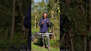Return of Surplus ♻️ is the third ethic of permaculture. #permaculture #sustainableliving
Return of Surplus ♻️ is the third ethic of permaculture. #permaculture #sustainableliving Return of Surplus ♻️ is the third ethic of permaculture. #permaculture #sustainableliving