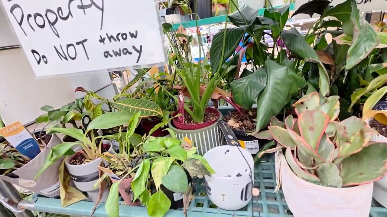 House plants clearance at Lowe's. Hidden dealson house plants you cant miss! 