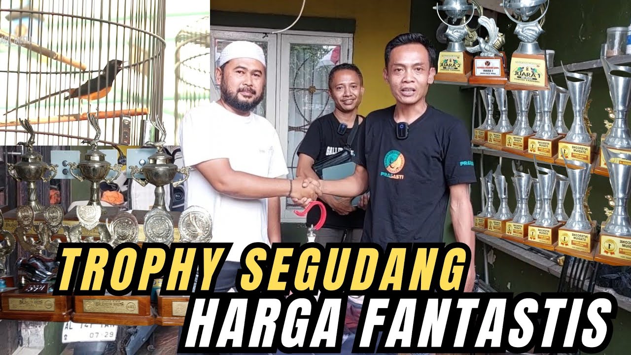 GILA‼️ MURAI RAMBO TROPHY SEGUDANG DITEBUS RATUSAN JUTA🔥 KOK BERANI?
