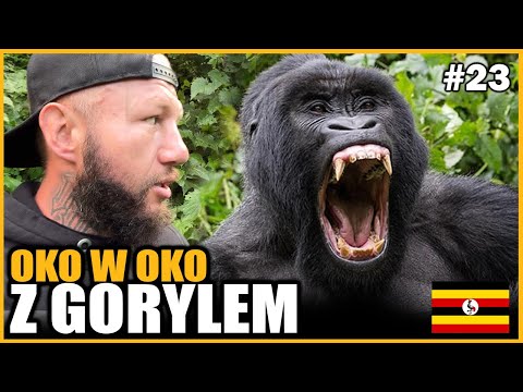 Wideo: Najlepsze miejsca do trekkingu po gorylach w Afryce