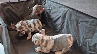 Puppies getting their shots 💉 🐶  #frenchbulldog #puppies by kingtownfrenchies 537 views 11 days ago 27 seconds