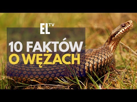 Wideo: Wszystko O Wężach - Fakty I Informacje O Wężach