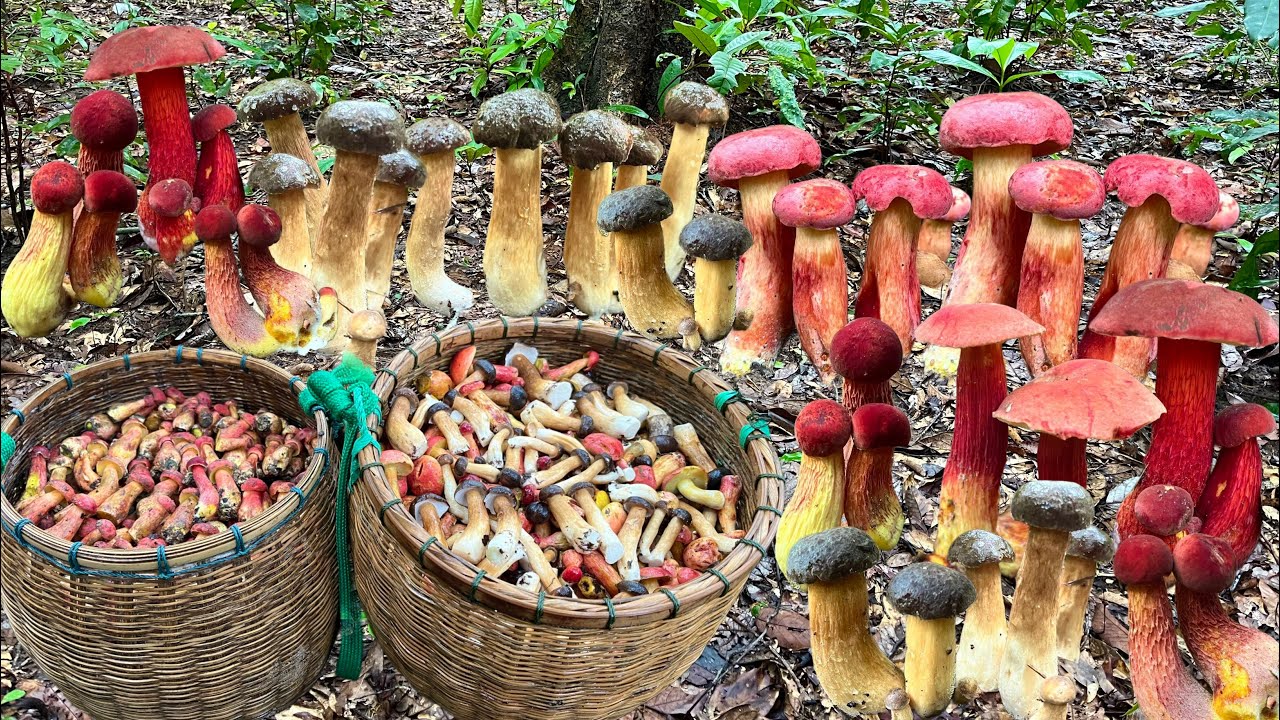 เห็ดผึ้งแดงครามเห็ดผึ้งข้าวดงออกเยอะสุดๆเก็บรัวๆเต็ม2ตะกร้า 28/ส.ค/2568