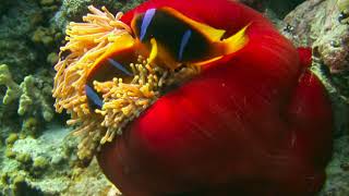PANORAMA REEF SAFAGA RED SEA CLOWN FISH by pela screenshot 4