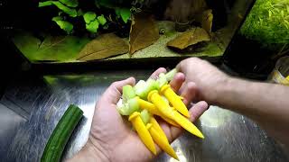 Feeding Shrimp/Snail/Fish Cucumber - THEY LOVE IT - - Shrimp Keeping