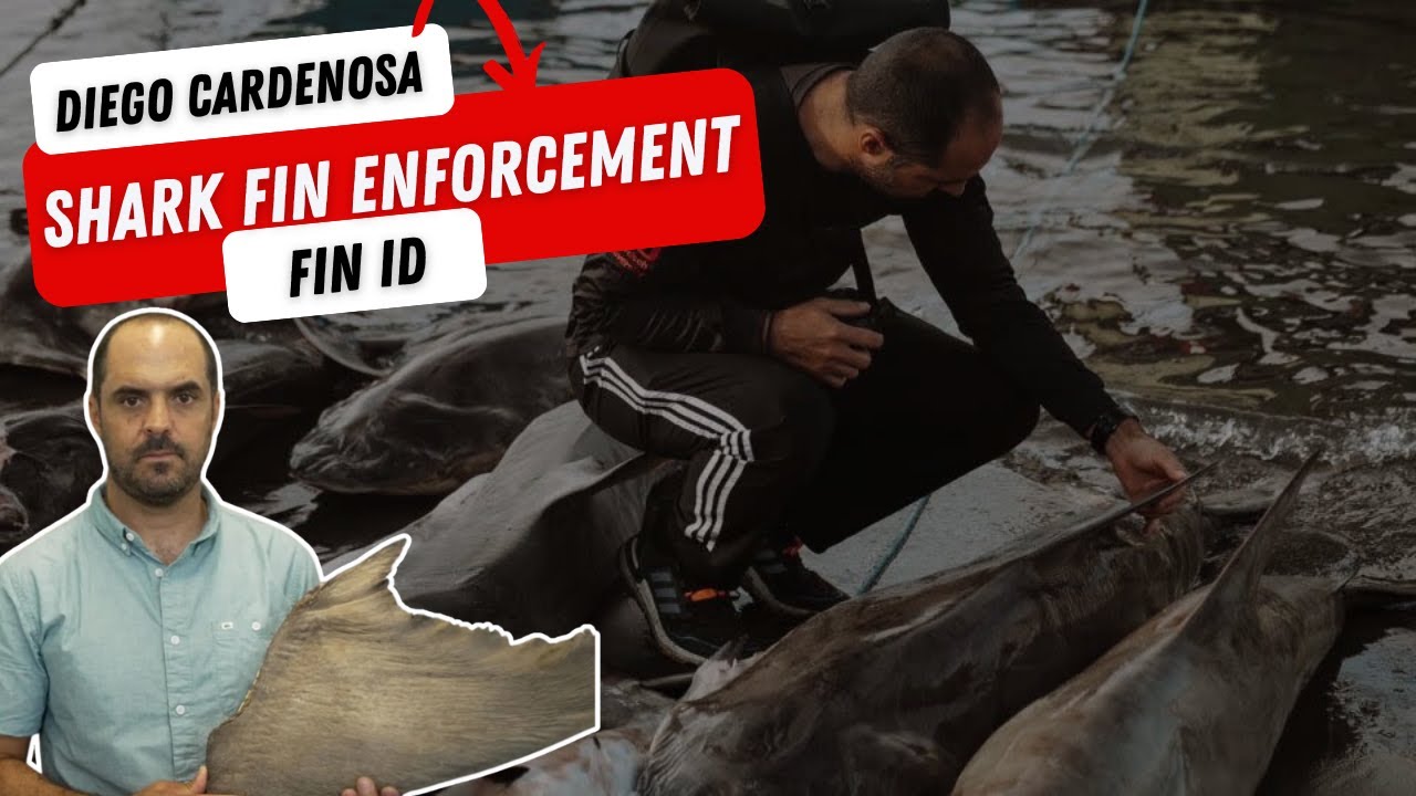 How Genetics is Fighting Shark Fin Trade