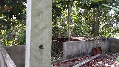 Phần tiếp theo: cải tạo chuồng heo cũ nuôi ốc