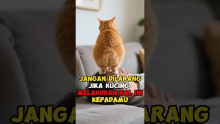 Kucing Menunjukkan Pantatnya