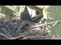 Roadrunner feeding chick