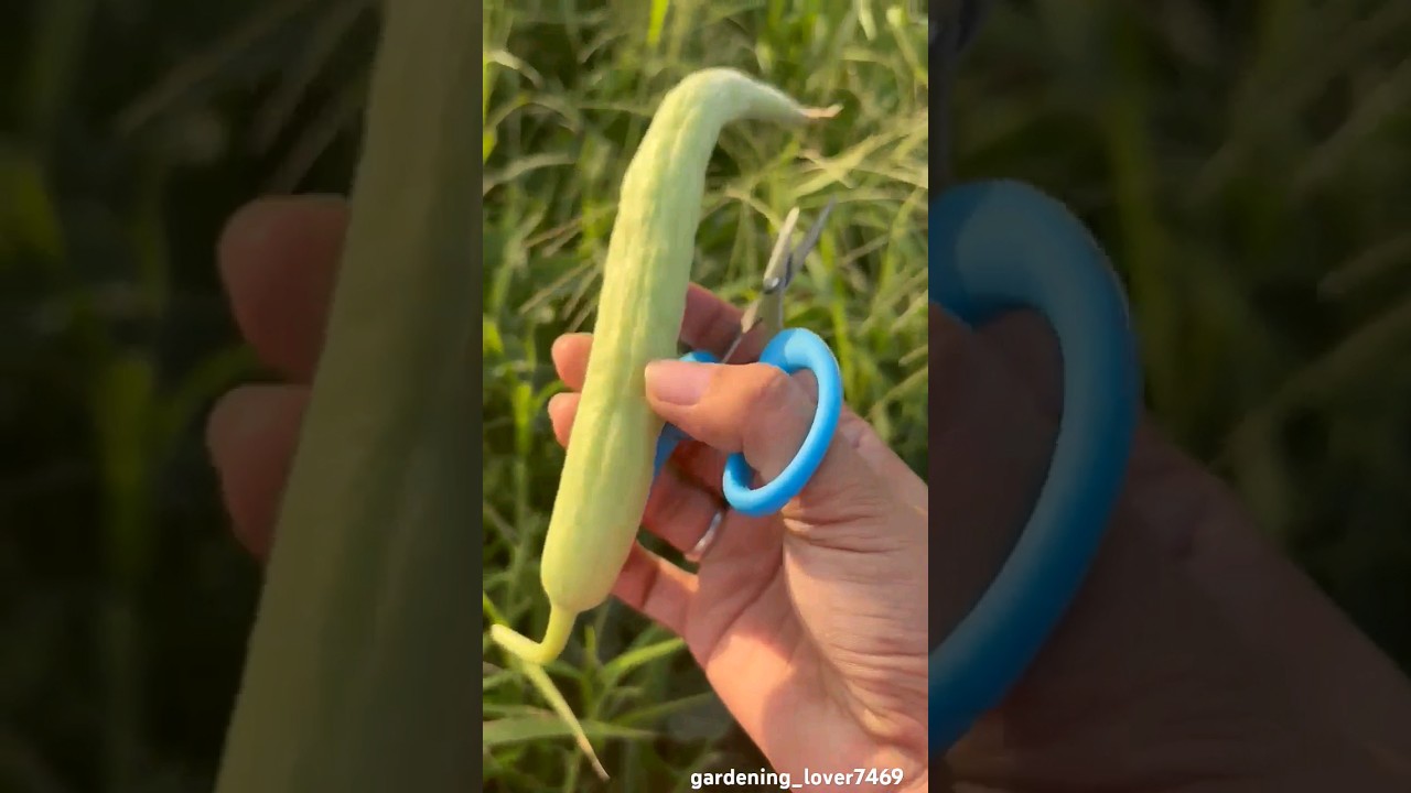 comment name of this veg 🥒🫛🫑🥦 