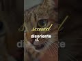 Senior Cat Night Care