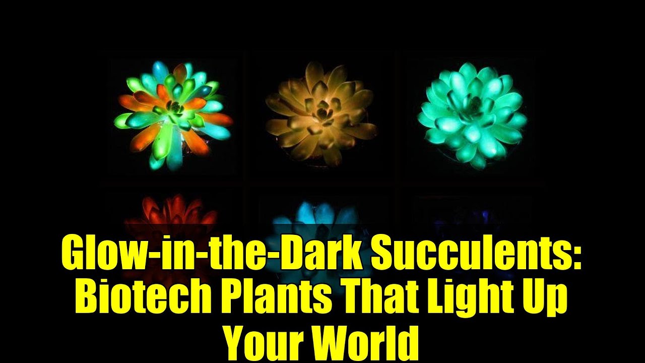 Glow-in-the-Dark Succulents: Biotech Plants That Light Up Your World -  YouTube