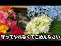 小さな体で最期に奇跡を起こした子猫の逞しい姿