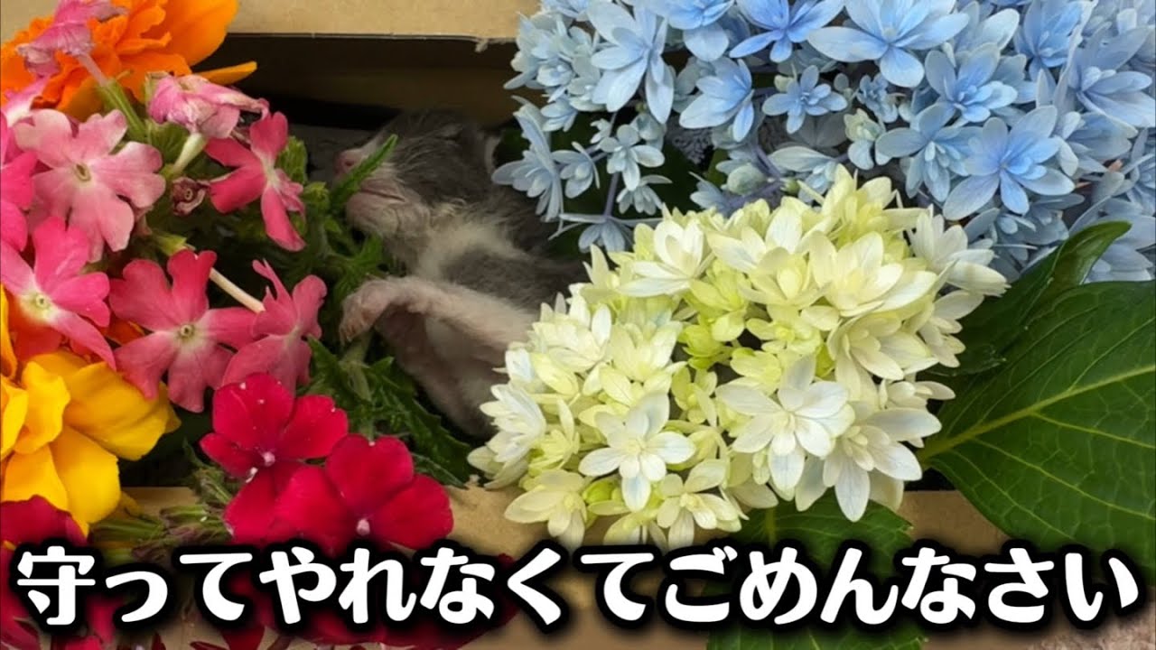 小さな体で最期に奇跡を起こした子猫の逞しい姿