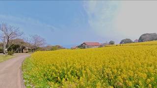 Nokono Island and Nokono Park - Canola flower- Fast forward