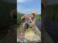 The Taste Of This Thing Found In The Mud Is Considered Extremely Delicious 😯l#cattailshoot#viral