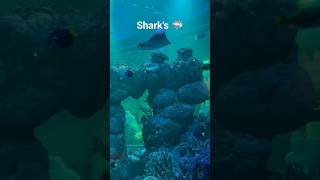 sharks ? inside the aquarium  ?diving padi shark aquarium beautiful  dolfingodiving33 dalış