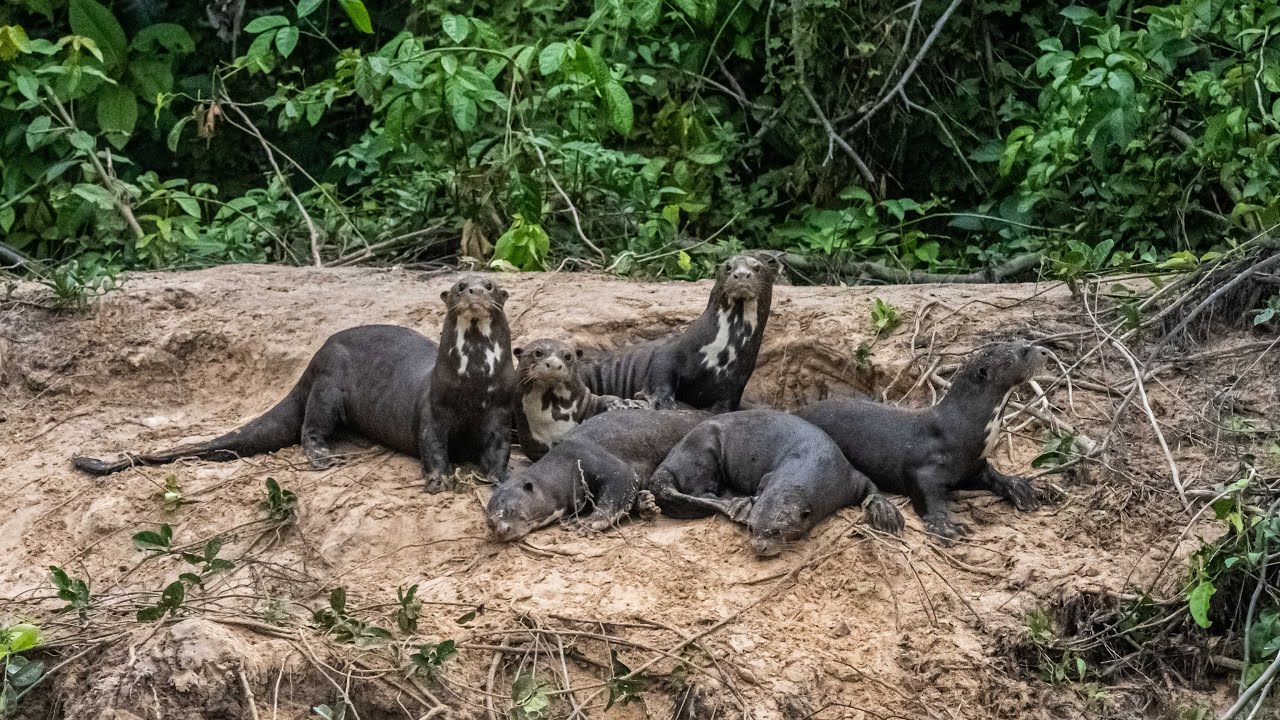 Chapter 1-Baiazinha, Pantanal, Brazil