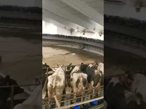 Ordeñadora Tipo Carrusel De 100 Vacas 