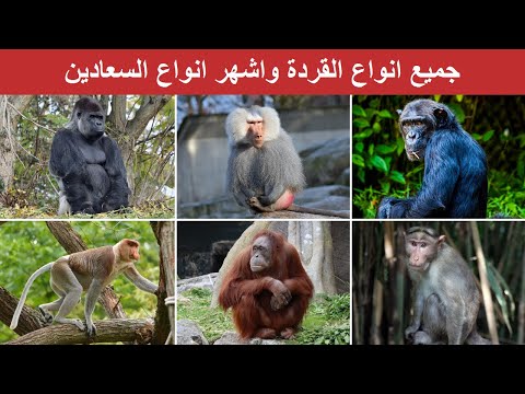 جميع انواع القردة واشهر انواع السعادين
