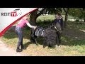Pferdepflege: Fliegenschutz für das Pferd