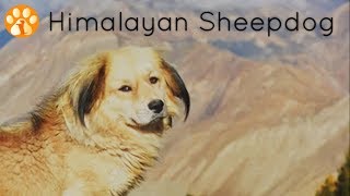 Himalayan Sheepdog or Indian Sheepdog - Type 2nd by Dog Breed Info Share 2,941 views 5 years ago 2 minutes, 58 seconds