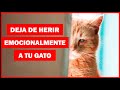 16 Cosas que EMOCIONALMENTE Hacen Daño a tu Gato