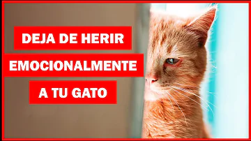 ¿Rociar a un gato con agua es maltrato?