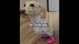 homophobic dog