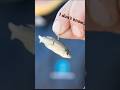 Do You Approve or Disapprove of These Lures/Baits? #fishing #bassfishing #lures #trending #shorts