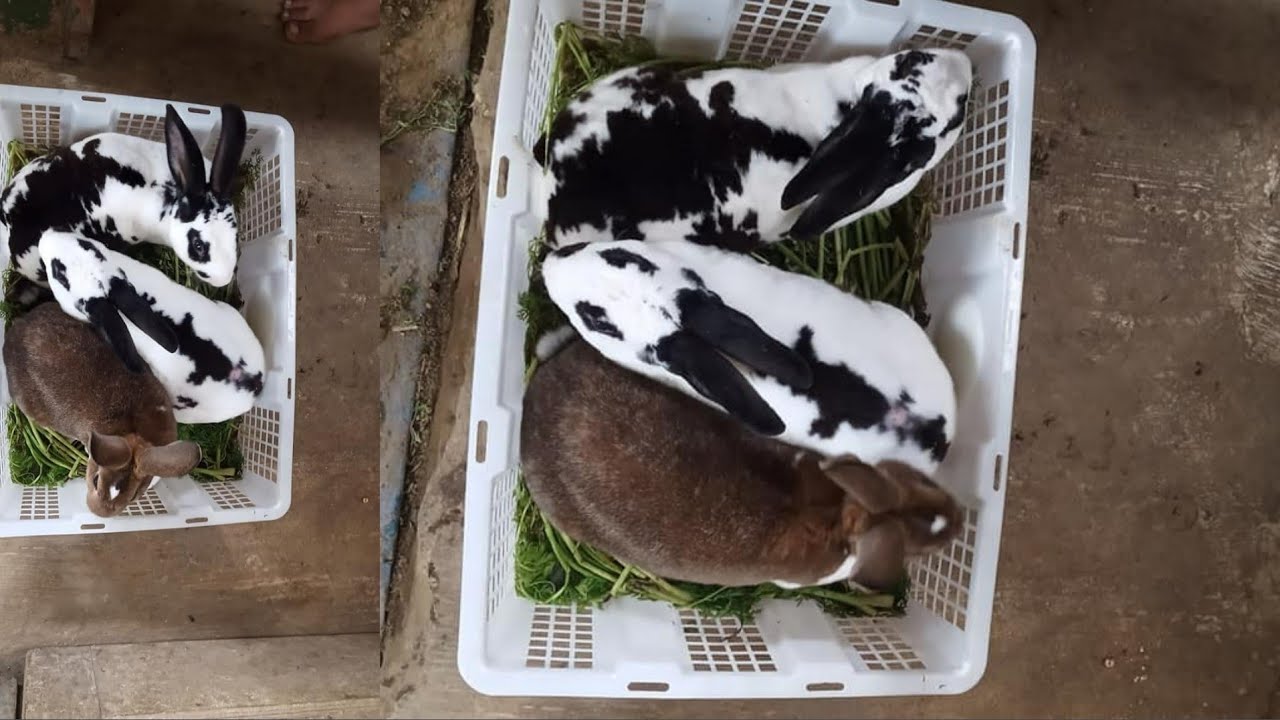 budidaya kelinci jenis rex 