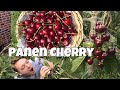 PANEN CHERRY 🍒 | UPDATE KEBUN