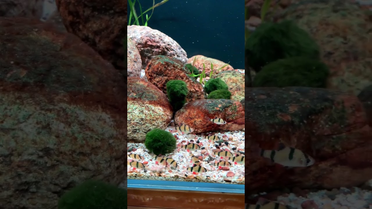 Bóng rêu Moss ball 