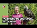 Adrenalinkick in Locarno - Greifvögel und ungewöhnliche Downhill-Bikes | landuf, landab
