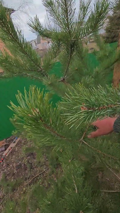 Семь правил обрезки сосны часть 3 создание изящной и необычной формы ...